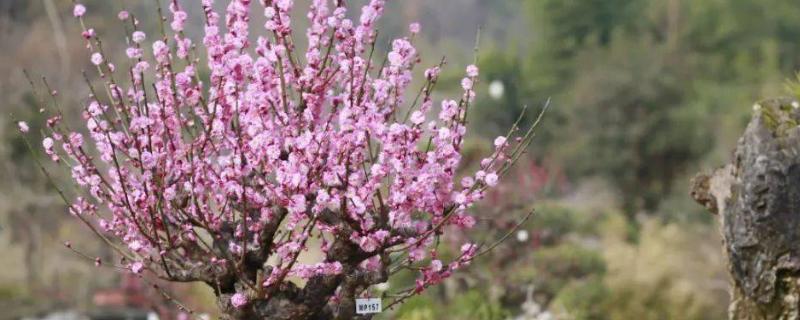 梅花冬天多久浇水一次，7-10天浇水一次