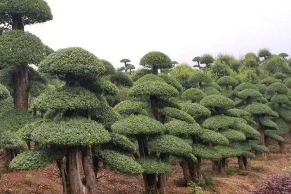 银杏树桩怎样上盆，选择大一点而且比较深的花盆种植为佳