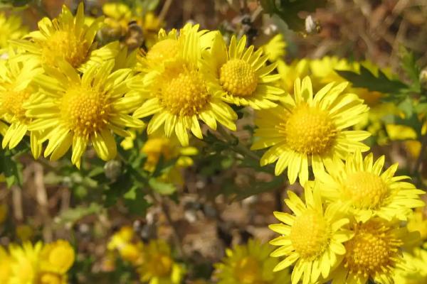 野菊花的保存方法，可制成干花、水养、冷藏等