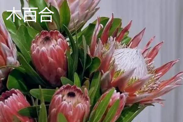 帝王花的花语是什么，胜利、圆满、富贵吉祥是它的花语