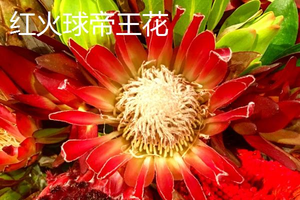 帝王花的花语是什么，胜利、圆满、富贵吉祥是它的花语