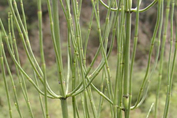 节节草又叫什么，具有笔管草、笔筒草、笔头菜、笔头草等别称