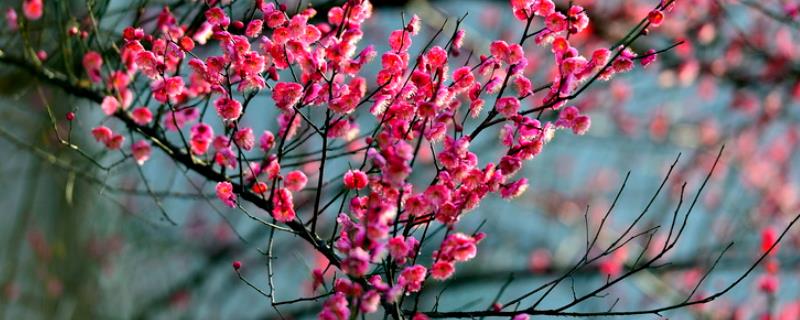 梅花与桃花的区别，花期、花色和高度均不同