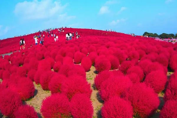 红地肤种子的种植方法，可选择在3月中旬至4月中旬之间进行播种