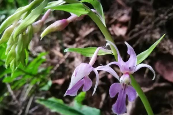 怎么种植虾脊兰，修剪根部后再栽入土壤中