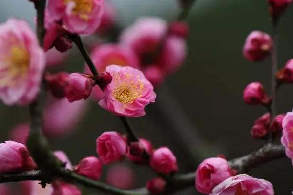 梅花什么季节开放，一般在12月份陆续开花