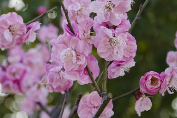 梅花什么季节开放，一般在12月份陆续开花