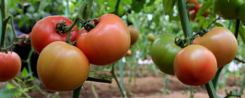 露天西红柿的种植管理方法，可以在春季进行种植
