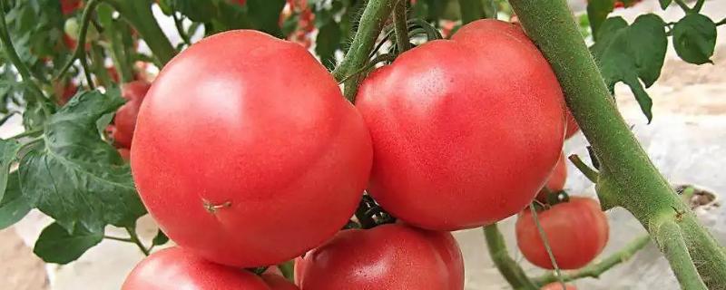 西红柿和圣女果的区别，外观和味道均不同