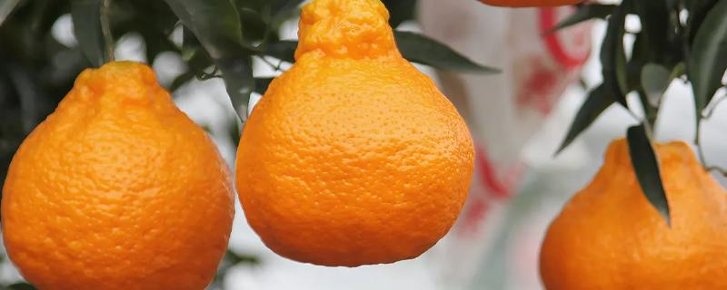不知火丑橘几月份成熟，在2-3月份成熟