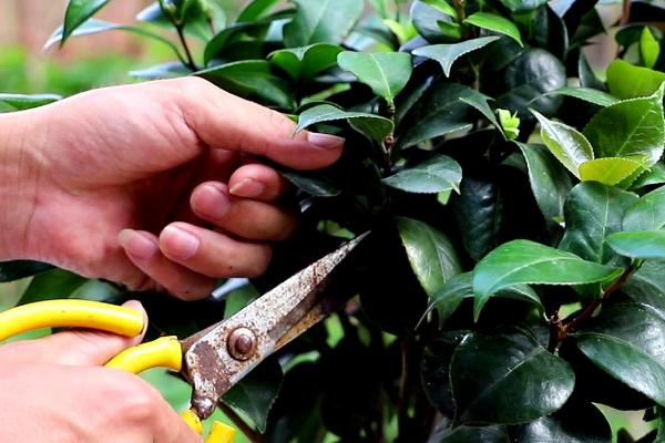 茶花几月份修剪，大约在每年的春季