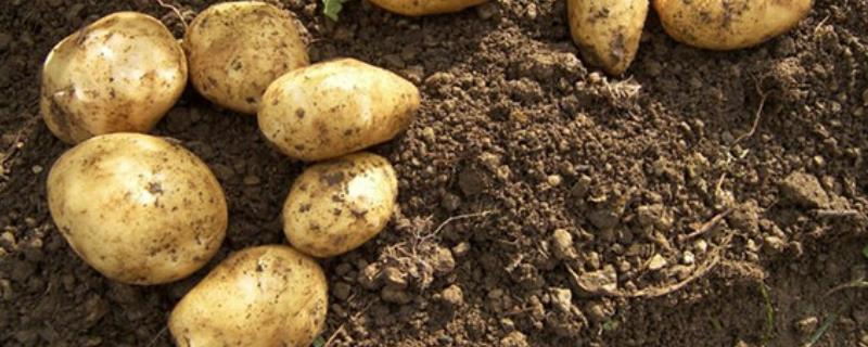 土豆什么时候种植，通常在2-3月份可以种植