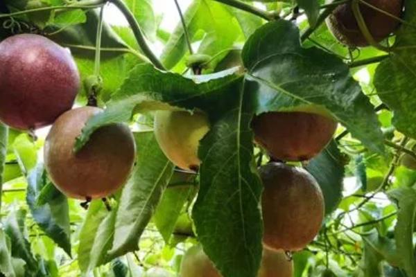 百香果的养殖方法，适合在温暖干燥的气候环境下生长