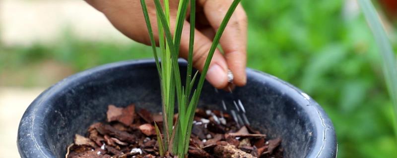 兰花最实用的肥料，常用香菇土、谷壳炭、骨炭、青草汁等