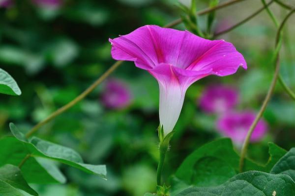 牵牛花能活多久，养护得当可以活4-5年