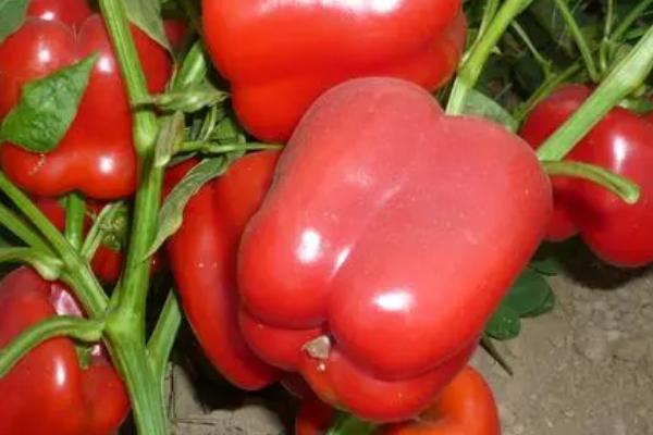盆栽蔬菜有哪些，适合种甜椒、香芹、茴香等