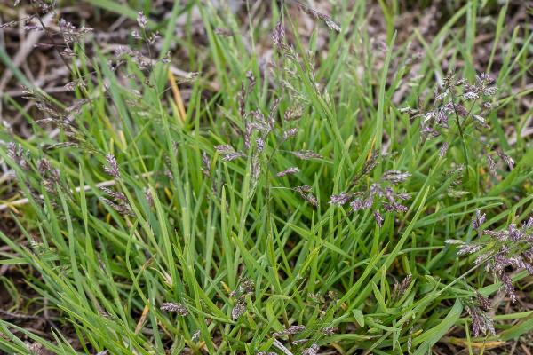 草坪种子的种植方式，春、夏、秋季均可种植