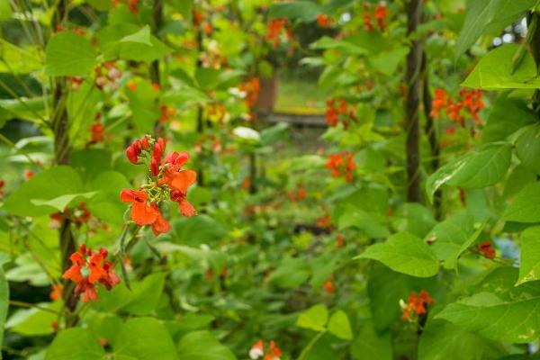 芸豆开花后冲什么肥料，可选磷酸二氢钾、氮磷钾混合肥等