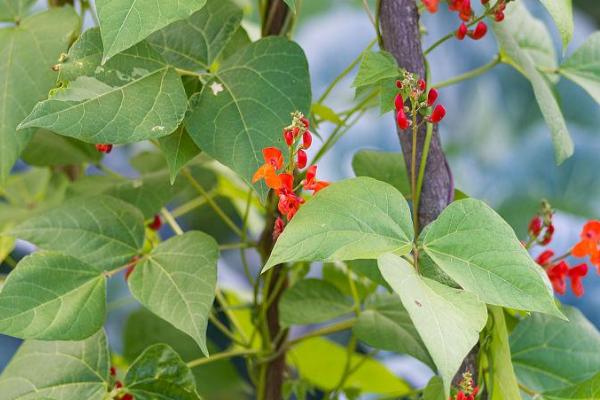 芸豆开花后冲什么肥料，可选磷酸二氢钾、氮磷钾混合肥等