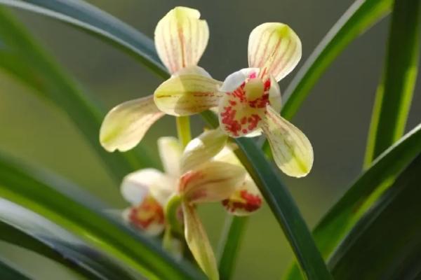 台湾小姐兰花如何换盆，在春秋两个季节进行