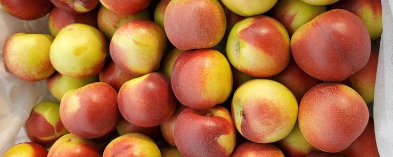 枣蜜桃是不是枣和桃嫁接的，是油桃的一种