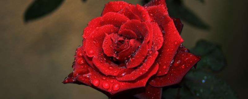 红玫瑰变干花不变黑的方法，可以使用硅胶进行制作