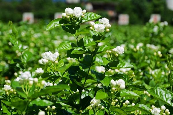 茉莉花一年开几次，一年开三次