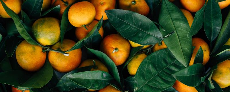 柑橘类水果有哪些，通常分为柑子、橙子、桔子和柚子