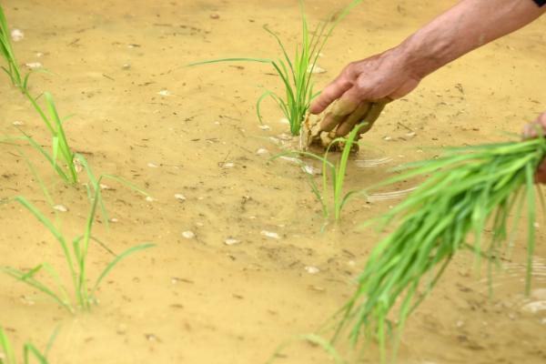 水稻移栽后多少天晒田，移栽40天左右就需要晒田