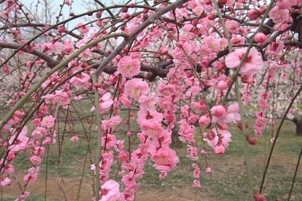 梅花的栽培方法，适宜生长在温暖且光照充足环境中