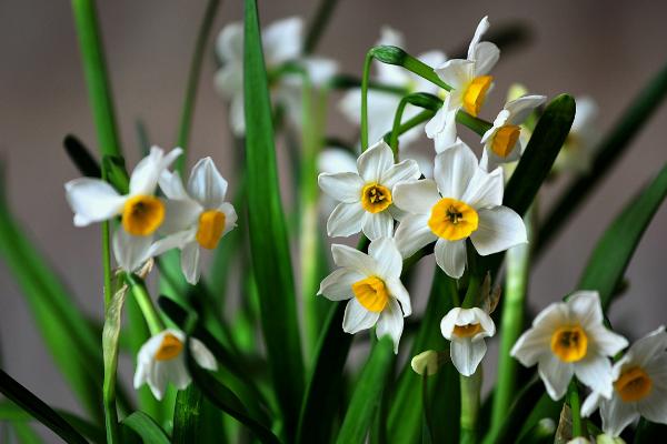 水仙花的花语，寓意美好时光、祝福、友谊长存等