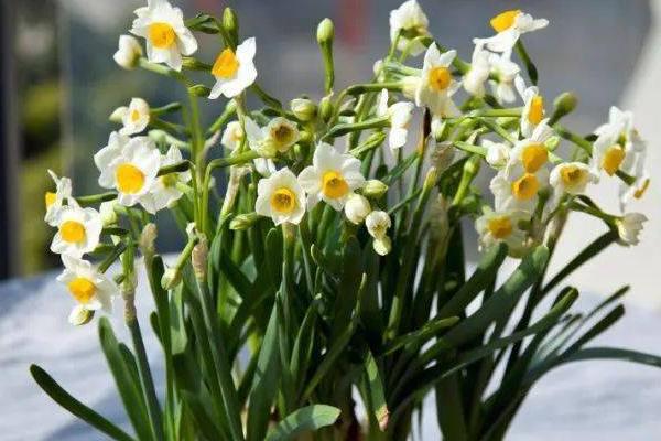 水仙花的花语，寓意美好时光、祝福、友谊长存等