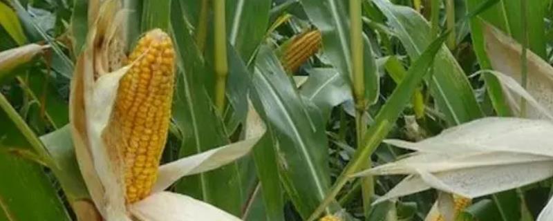 玉米幼苗叶子发黄的原因，可能是种子问题或播种过深等