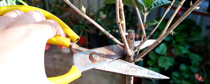 桂花树怎样修剪，重度修剪在每年的1-2月份