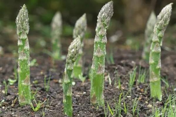 怎么种植芦笋，生长期间每隔20天追施一次肥液