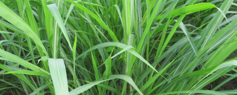 黑麦草的种植方法，春季3-4月份种植为佳