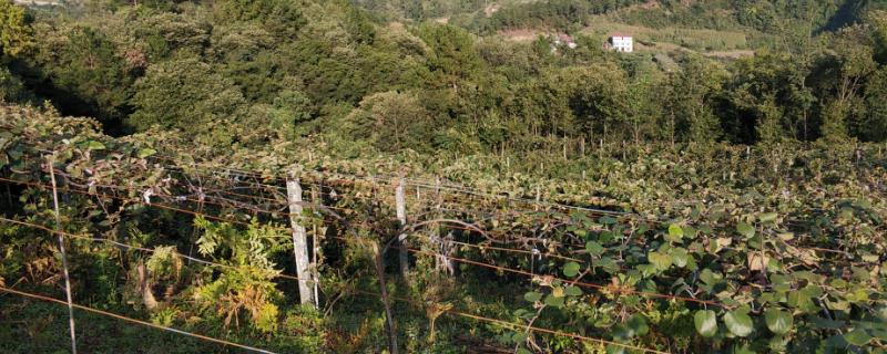 猕猴桃适合种植在海拔多少米，适合400-1200米的山地或丘陵种植