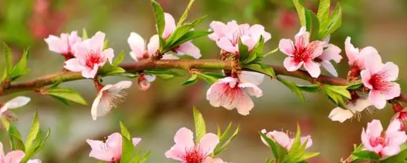 春天有什么花开，常见的有梨花、桃花、迎春花等