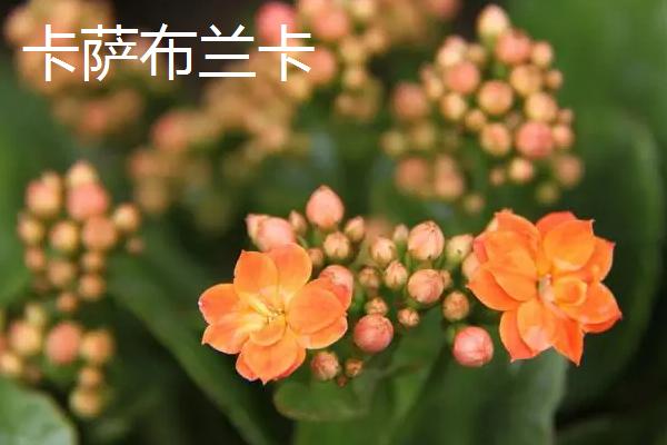 长寿花的稀有品种，有绿巴黎、萨利、浪漫等