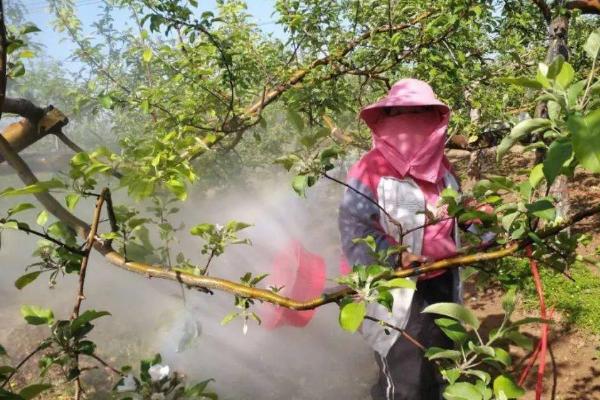 苹果树开花前打什么药，针对不同的病虫害所用药不同