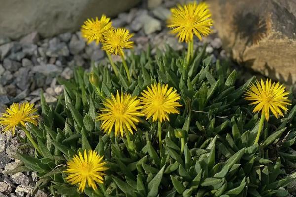 黄花照波什么时候开花，花期在6-8月份