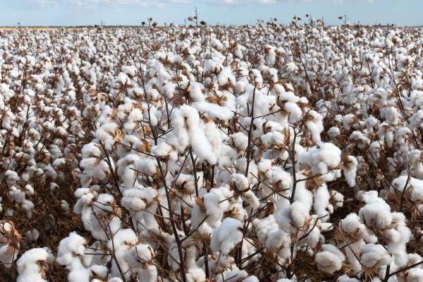 谷雨种植什么农作物，适合种花生、棉花、玉米、豆角等