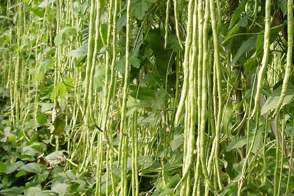 谷雨种植什么农作物，适合种花生、棉花、玉米、豆角等