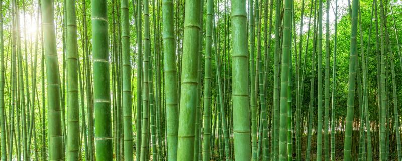 竹子有哪些品种，常见的有箭竹、四季竹、慈竹等