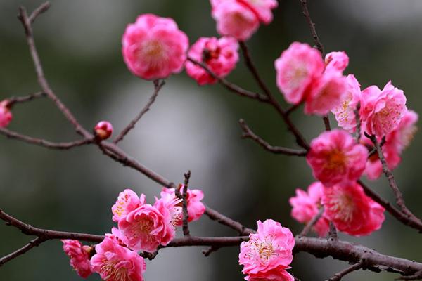 梅花的品质和精神，象征着高尚的品质