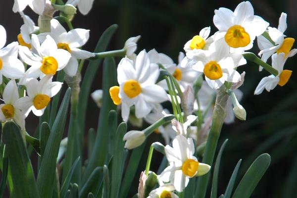 水仙花花谢后怎么养，需要将鳞茎从土壤中挖出