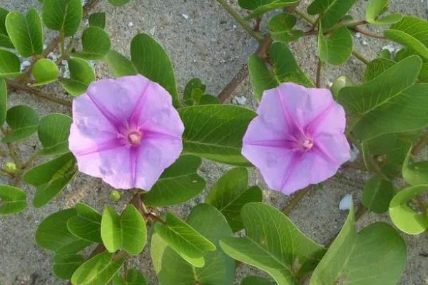 牵牛花的特点，喜充足光照