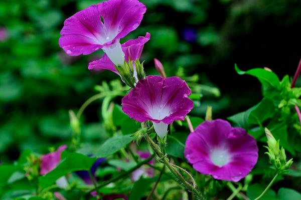 牵牛花的根系发达吗，根系属于毛细根不够发达