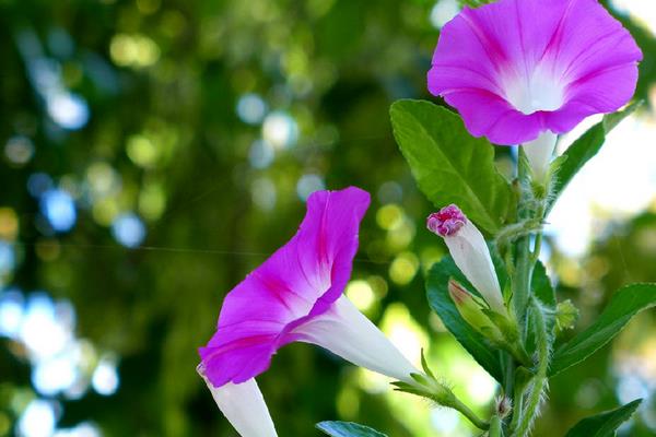 牵牛花的根系发达吗，根系属于毛细根不够发达