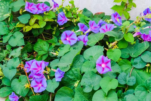 牵牛花的根系发达吗，根系属于毛细根不够发达